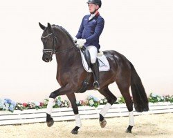 dressage horse Mocca de Luxe (Oldenburg, 2019, from Morricone)