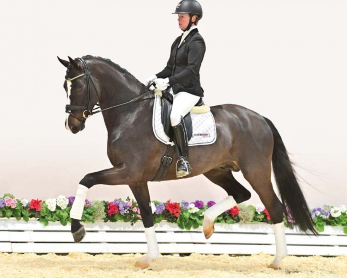 dressage horse D'Allure (Oldenburg, 2019, from Diamond Deluxe)