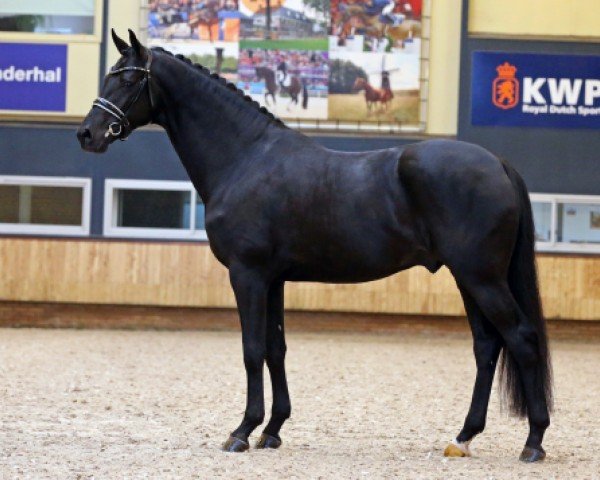 stallion Le Formidable (KWPN (Royal Dutch Sporthorse), 2016, from Bordeaux 28)