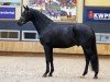 stallion Le Formidable (KWPN (Royal Dutch Sporthorse), 2016, from Bordeaux 28)