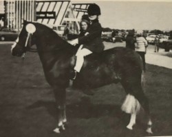 horse Bengad Zenobia (Welsh mountain pony (SEK.A), 1972, from Bengad Nepeta)