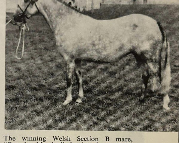 broodmare Breccles Mayday (Welsh-Pony (Section B), 1965, from Downland Romance)