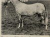 Zuchtstute Breccles Mayday (Welsh Pony (Sek.B), 1965, von Downland Romance)