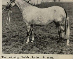 broodmare Breccles Mayday (Welsh-Pony (Section B), 1965, from Downland Romance)