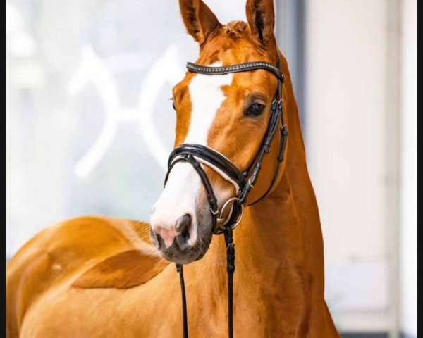 dressage horse Dadasch (Hanoverian, 2020, from Damaschino)