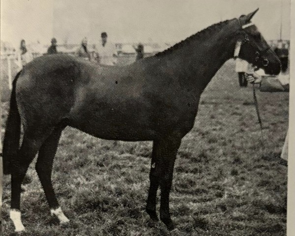 Pferd Duval (British Riding Pony, 1968, von Rudi xx)