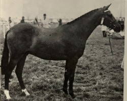 horse Duval (British Riding Pony, 1968, from Rudi xx)