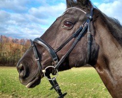 broodmare Gina (Hanoverian, 2001, from Goodman)