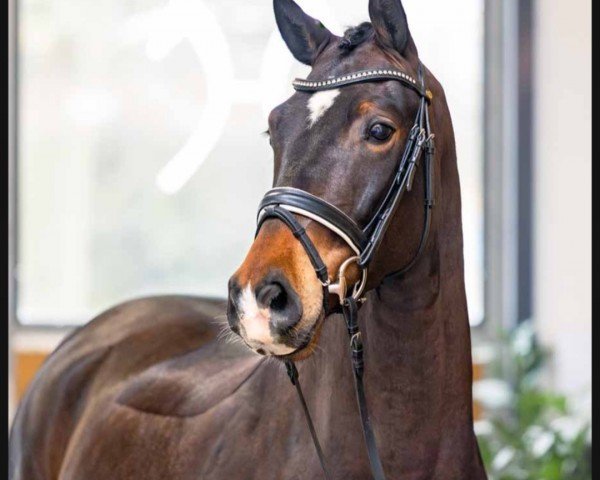 dressage horse Faro (Hanoverian, 2020, from Fürst Belissaro)