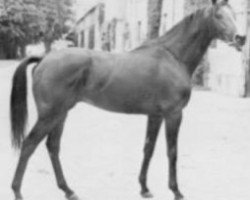 stallion Riverking xx (Thoroughbred, 1972, from Le Fabuleux xx)