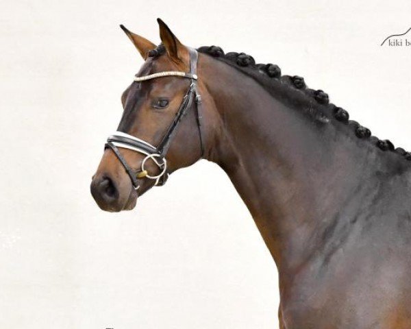stallion Endorphin (Hanoverian, 2019, from Escolar)