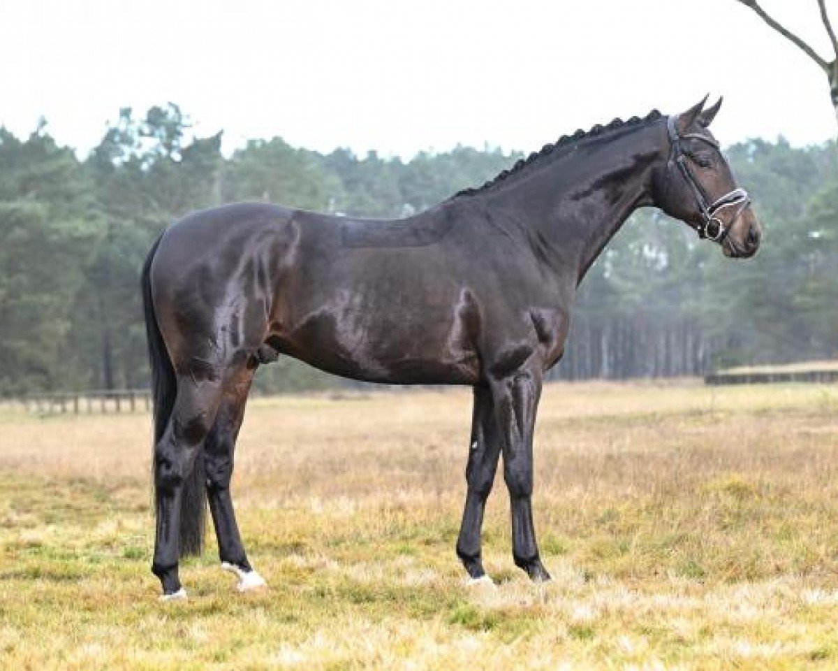 stallion Trussardi (Westphalian, 2019, from Top Gear)