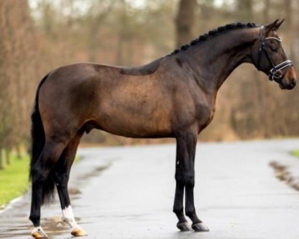 stallion Vision (Oldenburg, 2019, from Vitalis)