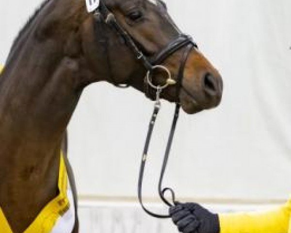stallion Chipmunk's Erbe (Hanoverian, 2020, from Conthargos)