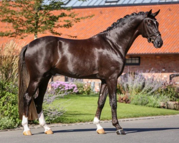 stallion Bon Esprit (Oldenburg, 2020, from Bon Courage 4)