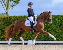 stallion Forte Per Me (Westphalian, 2019, from For Romance I)