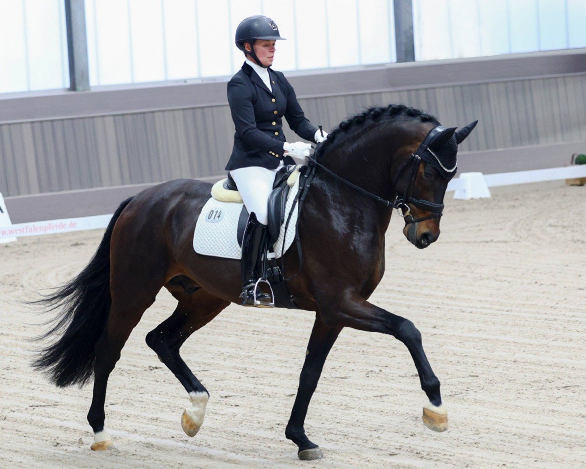 stallion Infantino OLD (Oldenburg, 2018, from Asgard's Ibiza)