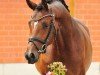 stallion Schäplitzer (Trakehner, 2018, from His Moment)