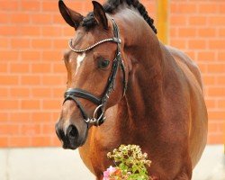 stallion Schäplitzer (Trakehner, 2018, from His Moment)