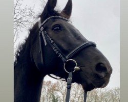 dressage horse Samy (Oldenburg, 2011, from Sir Donnerhall I)