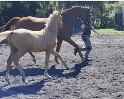 dressage horse Ponymims Glanzstück (German Riding Pony, 2023, from Genesis BL)