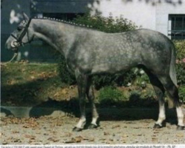 stallion Daguet de Terlong AA (Anglo-Arabs, 1991, from Phosph'Or AA)