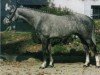 stallion Daguet de Terlong AA (Anglo-Arabs, 1991, from Phosph'Or AA)