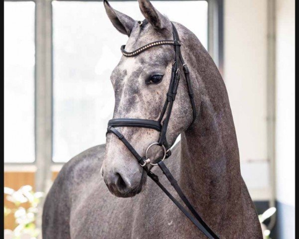 horse Cordula Grün (Hanoverian, 2019, from Colman)