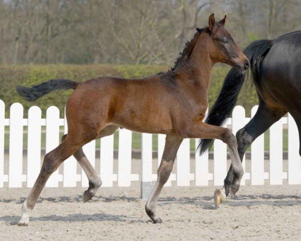 dressage horse Beethoven (Westphalian, 2021, from Belantis II)
