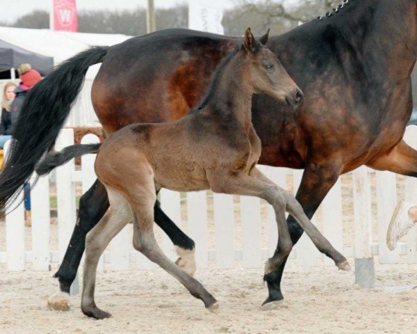dressage horse Ma Belle B (Westphalian, 2022, from Majestic Taonga)