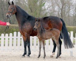 broodmare Rosalia B (Westphalian, 2016, from Rock Forever II)