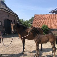 broodmare Sinner (Hanoverian, 2003, from Stakkato)