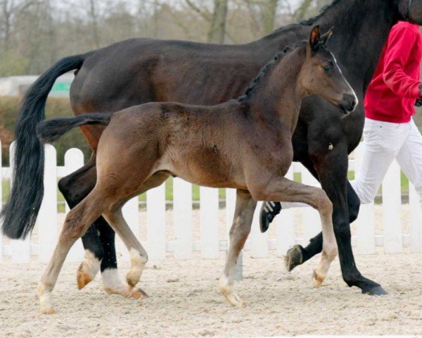 dressage horse Tabaluga (Westphalian, 2022, from Total Diamond PS)