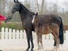 broodmare Rabia 2 (Westphalian, 2006, from Rubin Royal OLD)