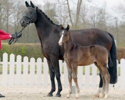 broodmare Rabia 2 (Westphalian, 2006, from Rubin Royal OLD)