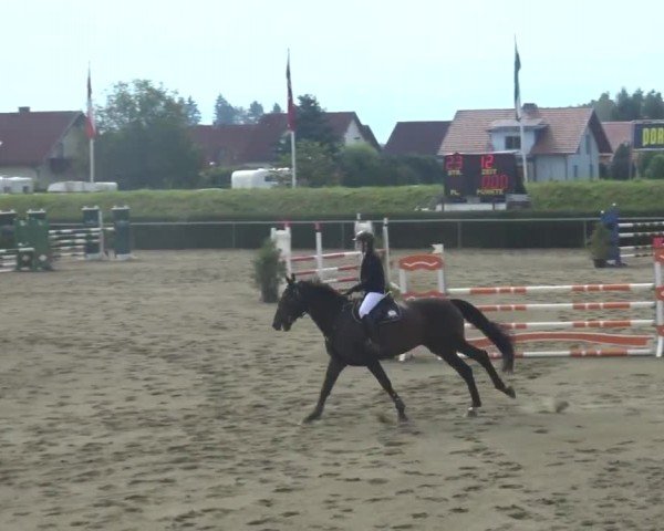 Reitturnier Sachendorf 2023