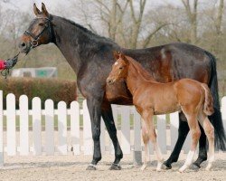 broodmare Jolanda (Oldenburg, 2008, from Glock's Johnson Tn)