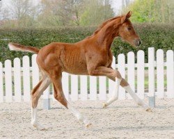 dressage horse Sunshine (Westphalian, 2022, from Shu Fu)