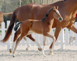 dressage horse Skye (Westphalian, 2022, from Secret Game)