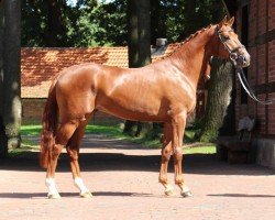 dressage horse Baldassarini (Hanoverian, 2012, from Belstaff)