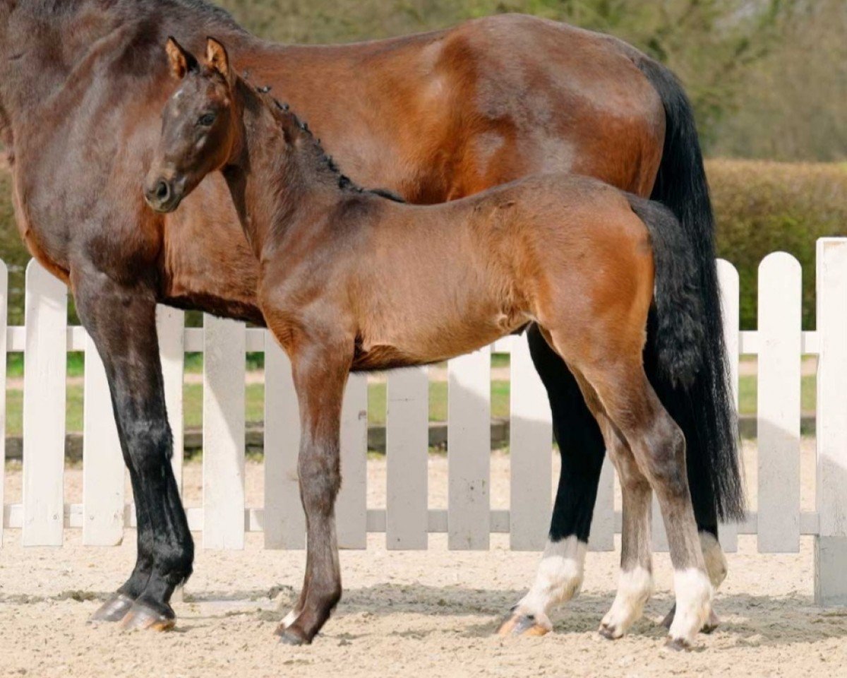 dressage horse My Dream (Westphalian, 2022, from Majestic Taonga)
