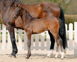 Dressurpferd My Dream (Westfale, 2022, von Majestic Taonga)