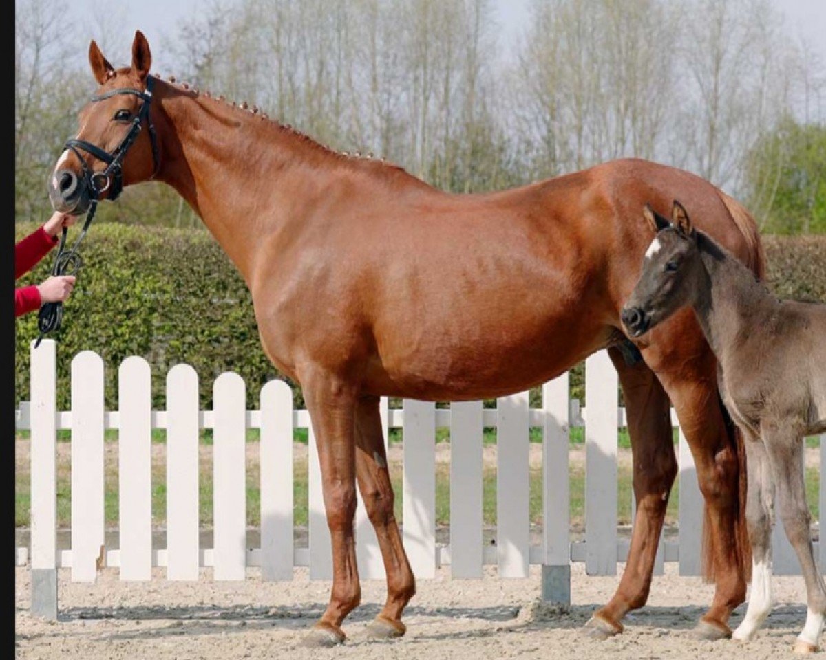 broodmare Laurisa (Westphalian, 2003, from Lauries Crusador xx)