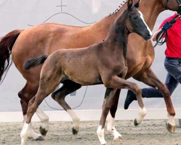 dressage horse Hengst von Diamantenglanz / Feinsinn (Westphalian, 2023, from Diamantenglanz)