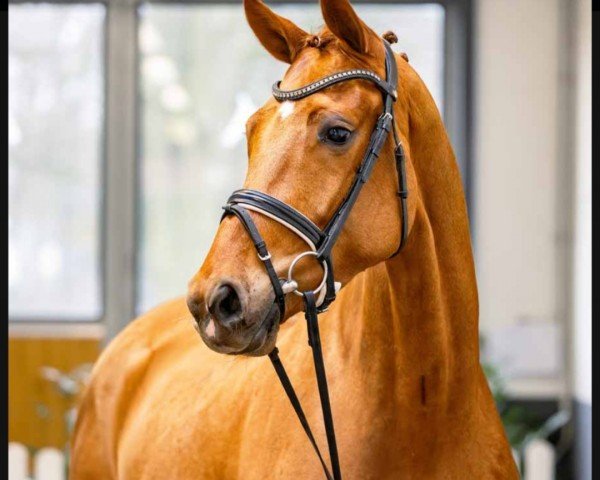 dressage horse Vanilla (Hanoverian, 2020, from Harmony's V-Plus)