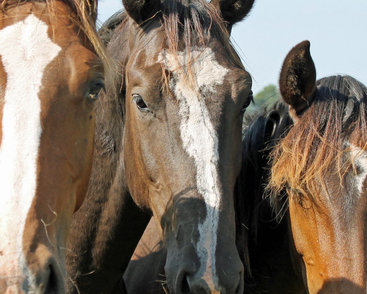 jumper Klaas US (KWPN (Royal Dutch Sporthorse), 2015, from Corland)