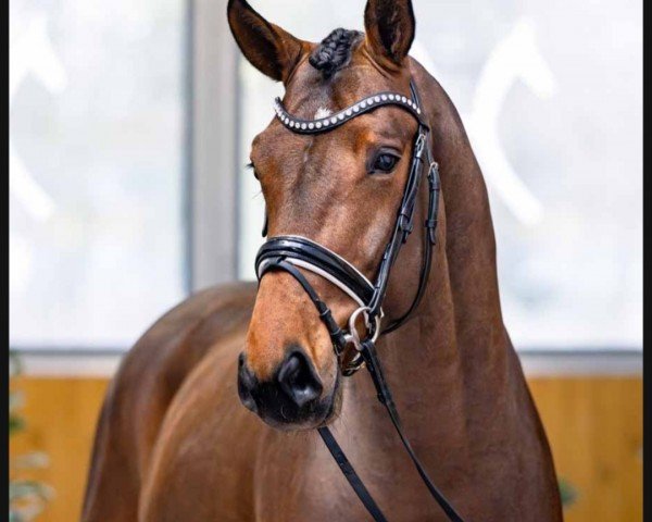 dressage horse Descarado (Hanoverian, 2020, from Desperados FRH)