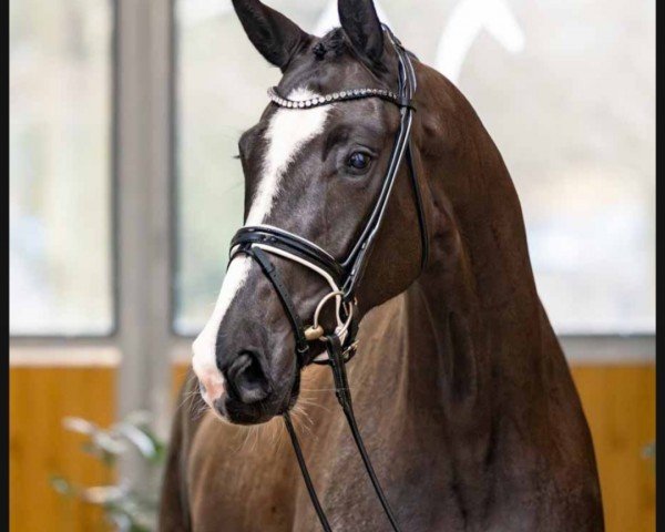 dressage horse Estelle K (Hanoverian, 2020, from Escamillo)