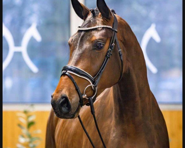 dressage horse Darena (Hanoverian, 2020, from Don Nobless)