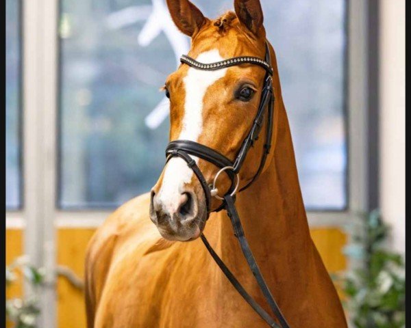 dressage horse Quatina (Hanoverian, 2019, from Quaterhall)